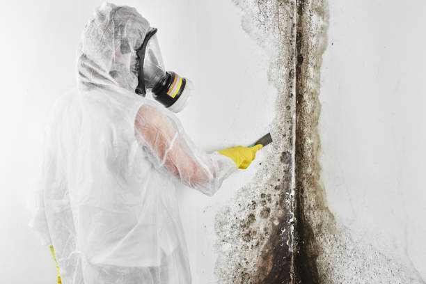 Best Residential Mold Remediation in Ferndale, PA