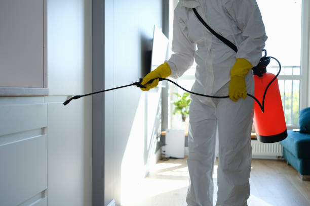 Best Attic Mold Remediation in Ferndale, PA